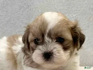 Shih Tzu dogs Finn - Ad 39