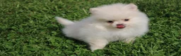 Pomeranian dogs for sale: Mochi - Ad 3