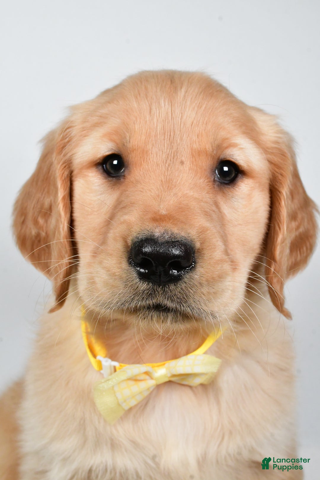 Golden Retriever dogs for sale: Theo - Ad 4