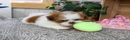 Shih Tzu dogs for sale: Dahlia - Ad 3