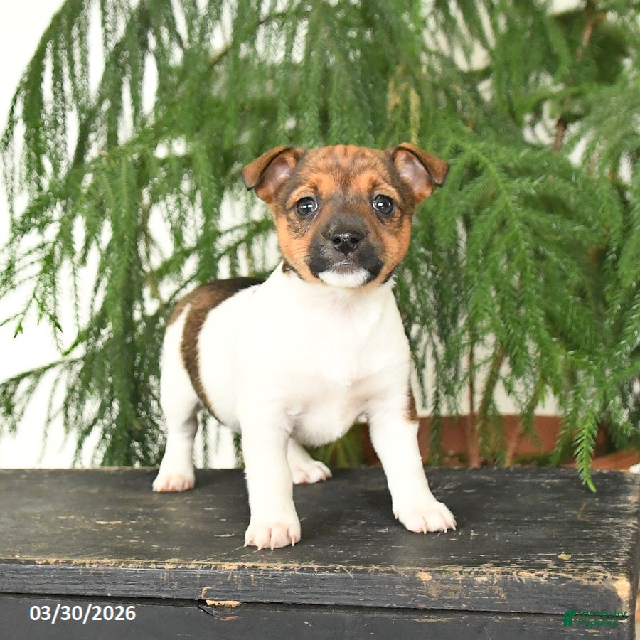 Jack Russell Terrier dogs Jenny - Ad 2