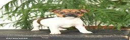 Jack Russell Terrier dogs for sale: Jenny - Ad 2