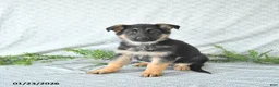 German Shepherd dogs for sale: Maggy - Ad 4
