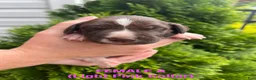 German Shorthaired Pointer dogs for sale: German Shorthaired Pointer (FEMALE A) - Ad 3