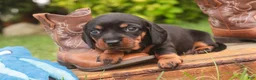 Miniature Dachshund dogs for sale: Wyatt Miniature Dachshund  - Ad 6