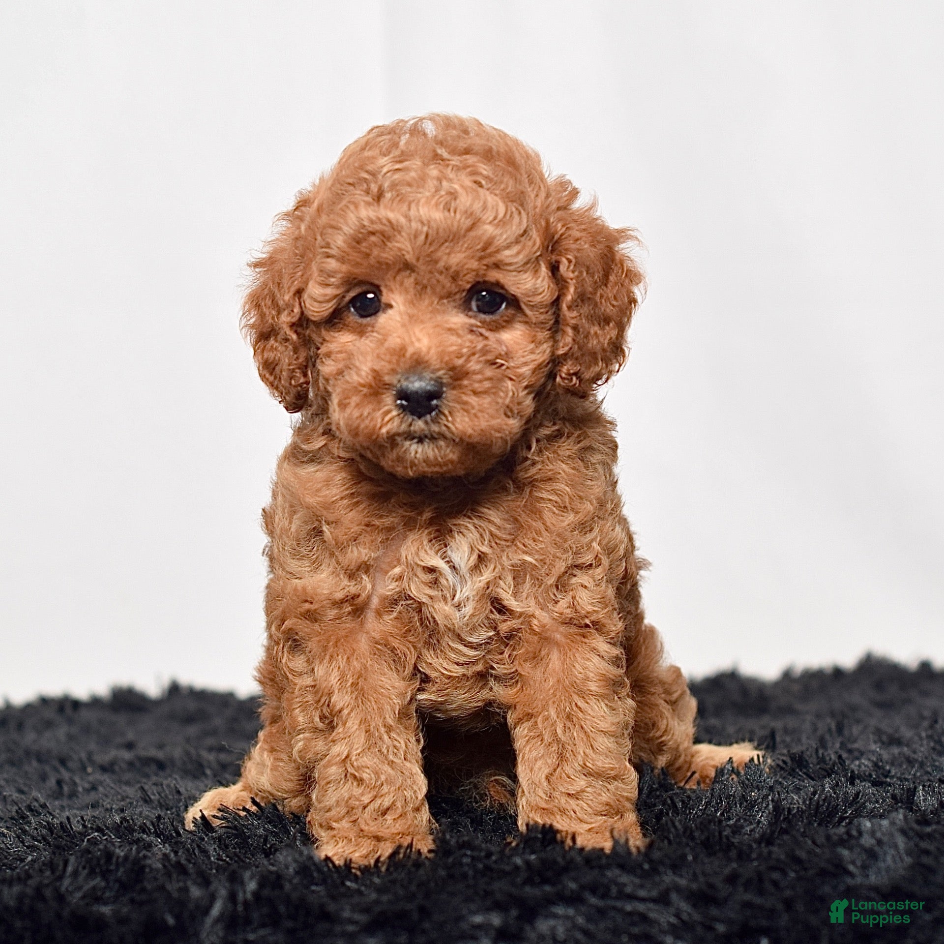 Mini Goldendoodle dogs Mr. Sammy - Ad 2