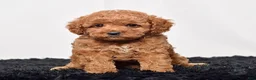 Mini Goldendoodle dogs for sale: Mr. Sammy - Ad 2