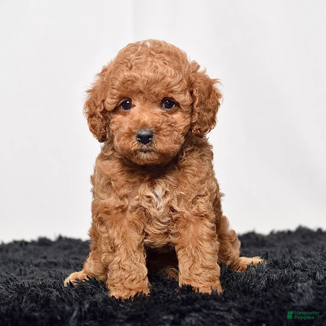 Mini Goldendoodle dogs for sale: Mr. Sammy - Ad 2