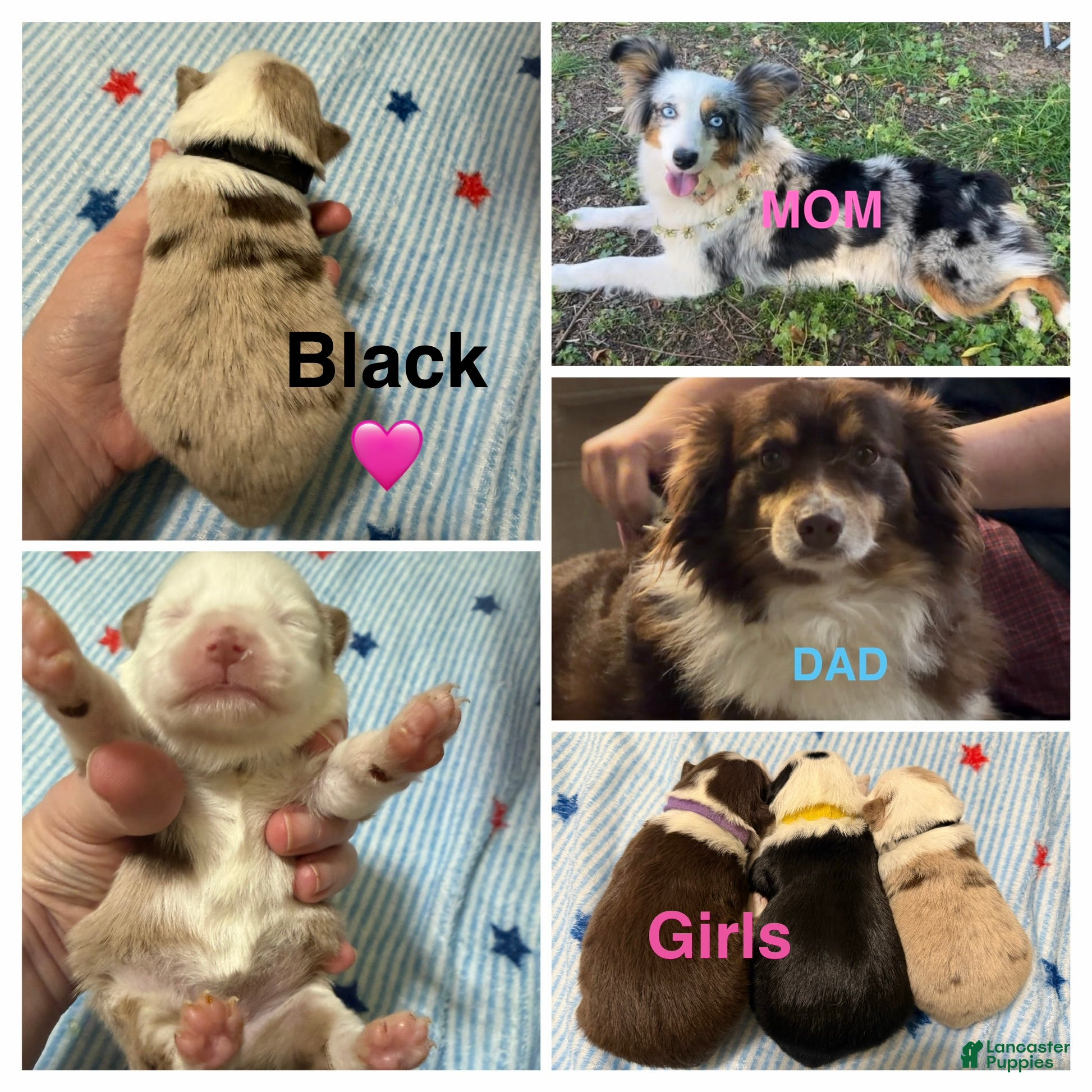 Miniature Australian Shepherd dogs Black  - Ad 10