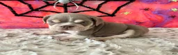 English Bulldog dogs for sale: Aleco  - Ad 7