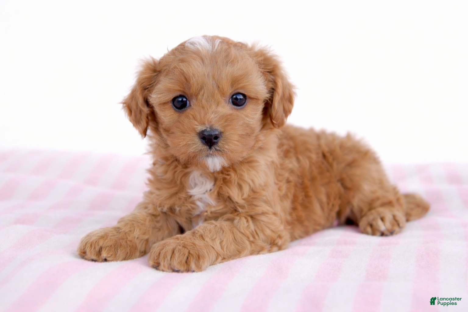 Cockapoo dogs 🩷🍪 Cookie 🍪🩷 - Ad 25