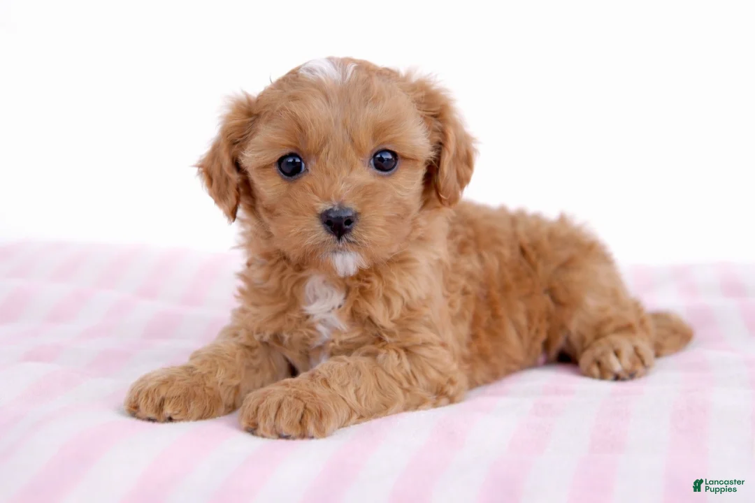 Cockapoo dogs for sale: 🩷🍪 Cookie 🍪🩷 - Ad 1