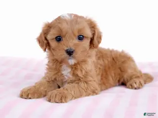 Cockapoo dogs 🩷🍪 Cookie 🍪🩷 - Ad 25