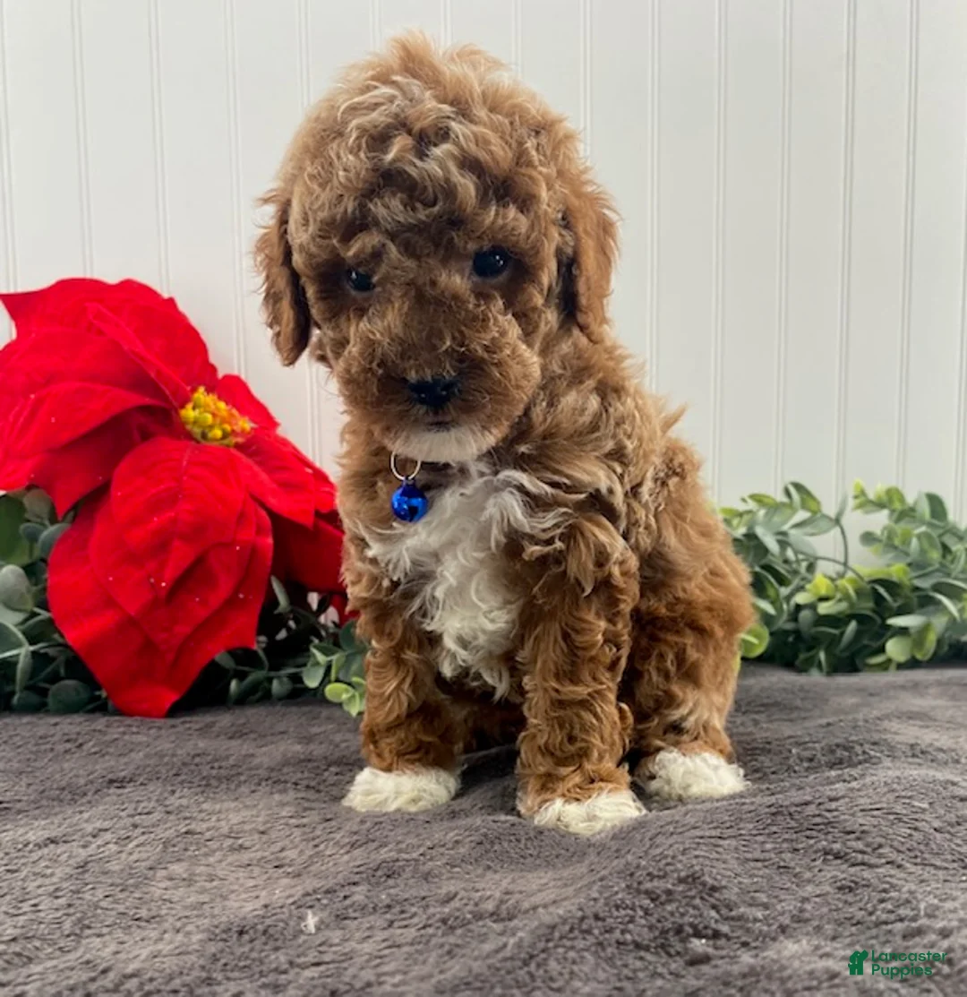 Toy Poodle dogs for sale: Hudson - Ad 2