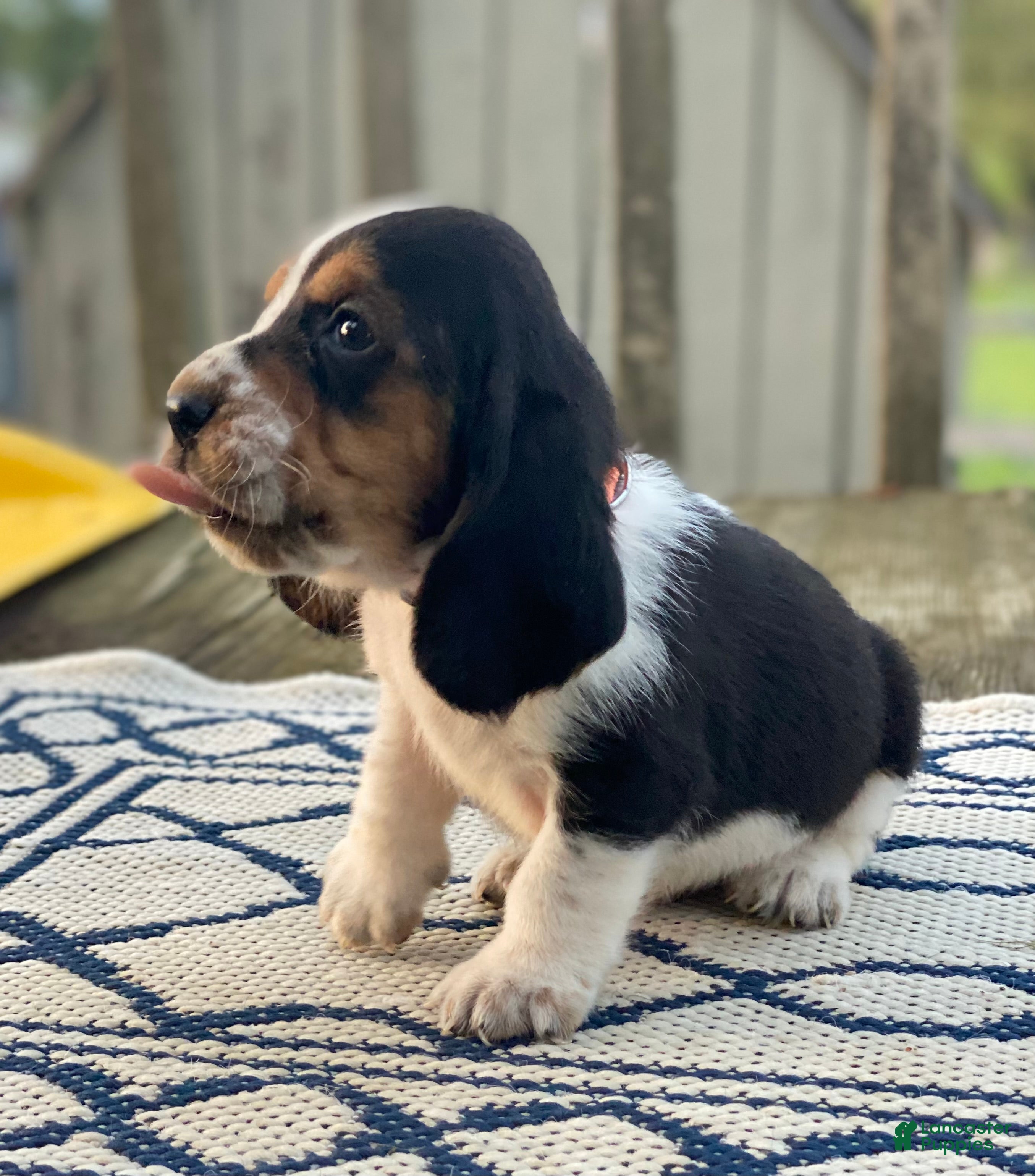 Basset Hound dogs Basset Hound 1 - Ad 2