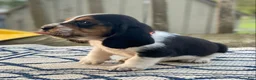 Basset Hound dogs for sale: Basset Hound 1 - Ad 2
