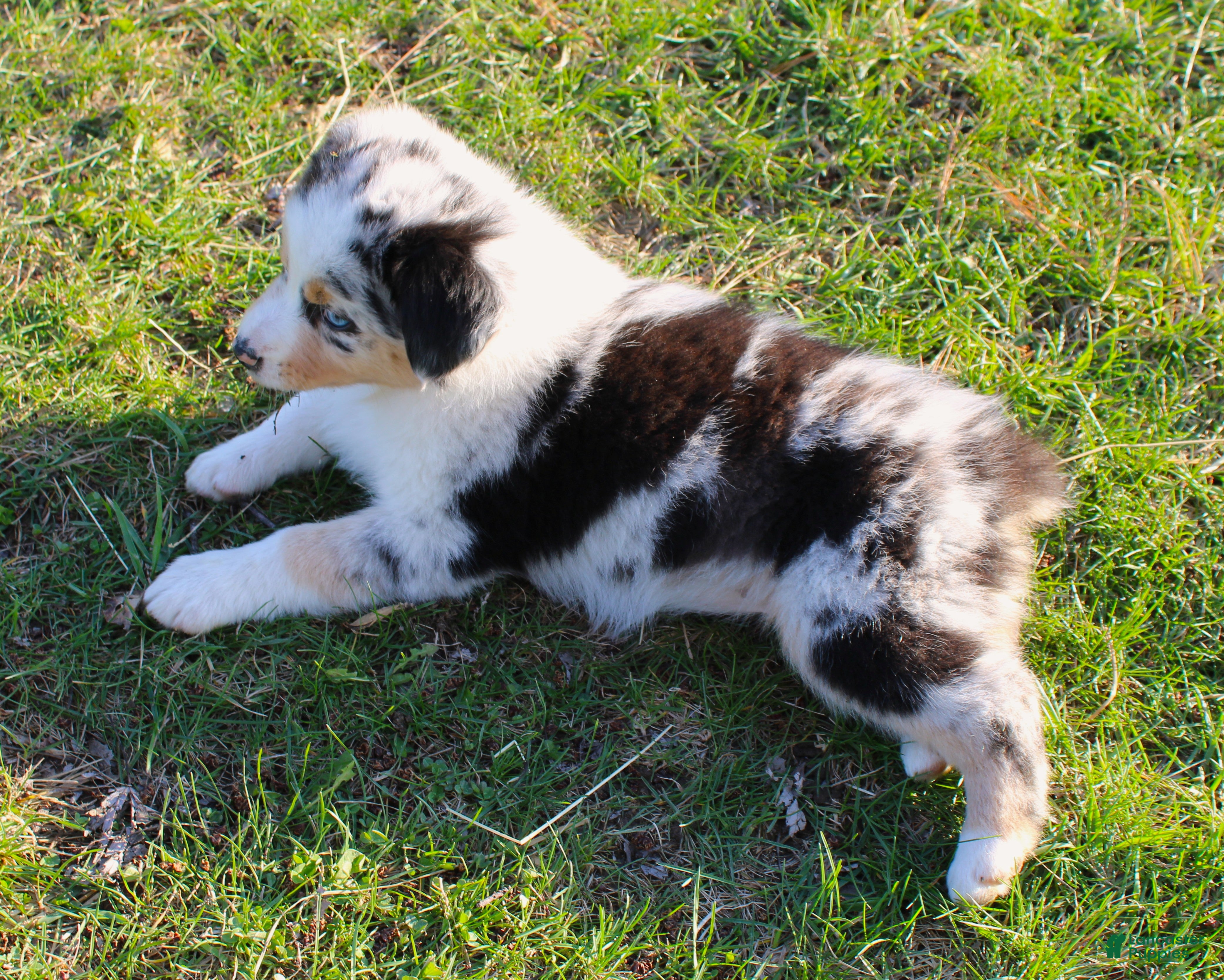 Australian Shepherd dogs Surprise - Ad 2