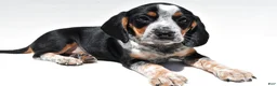 Beagle dogs for sale: Roger - Ad 7
