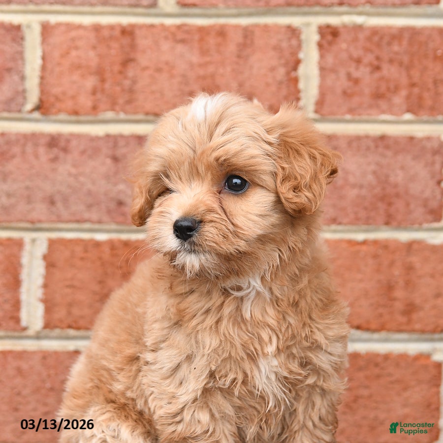 Maltipoo dogs Marty - Ad 2