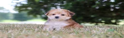 Morkie dogs for sale: Jana - Ad 10