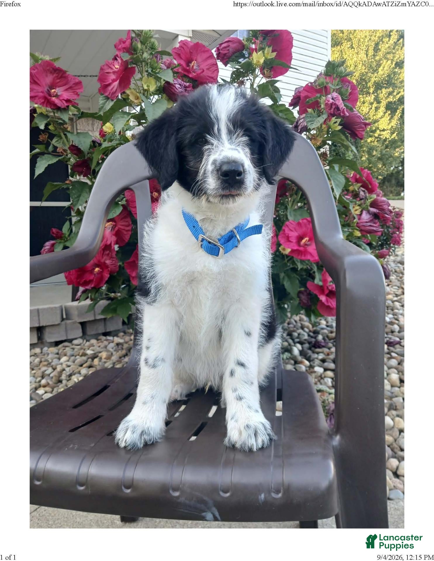 Mixed Breed dogs Russ - Ad 1
