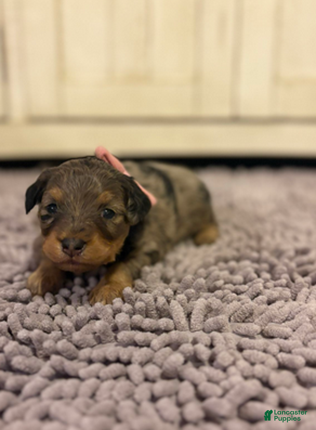 Mixed Breed dogs for sale: Aurora - Ad 2