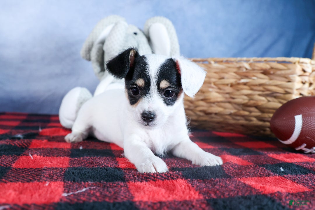 Chipoo dogs for sale: Kisses - Ad 18