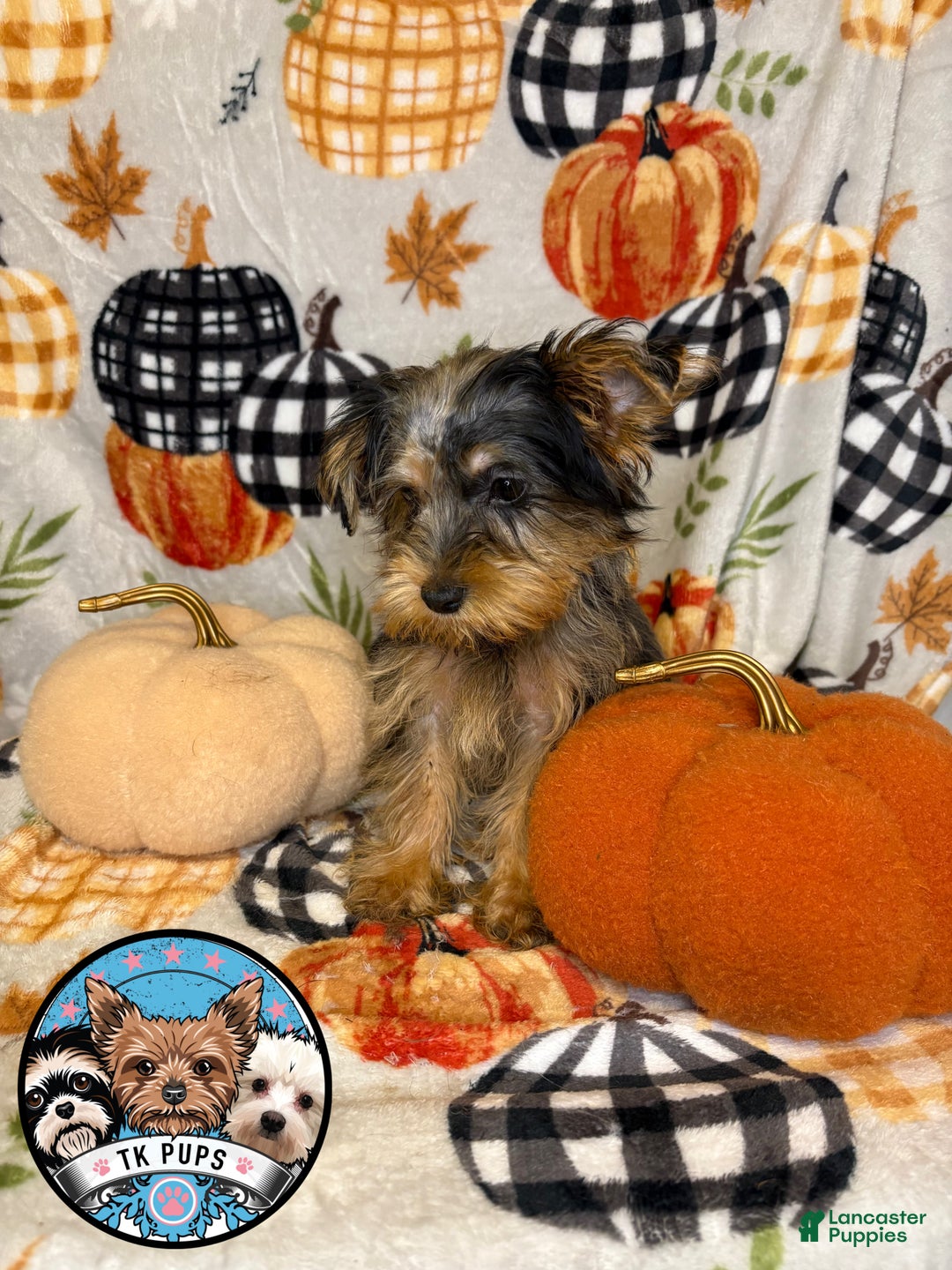 Yorkshire Terrier dogs for sale: Yorkshire Terrier Puppy 1 - Ad 1