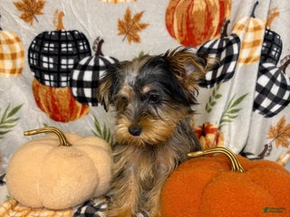 Yorkshire Terrier dogs Yorkshire Terrier Puppy 1 - Ad 41