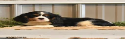 Cavalier King Charles Spaniel dogs for sale: Kami - Ad 7