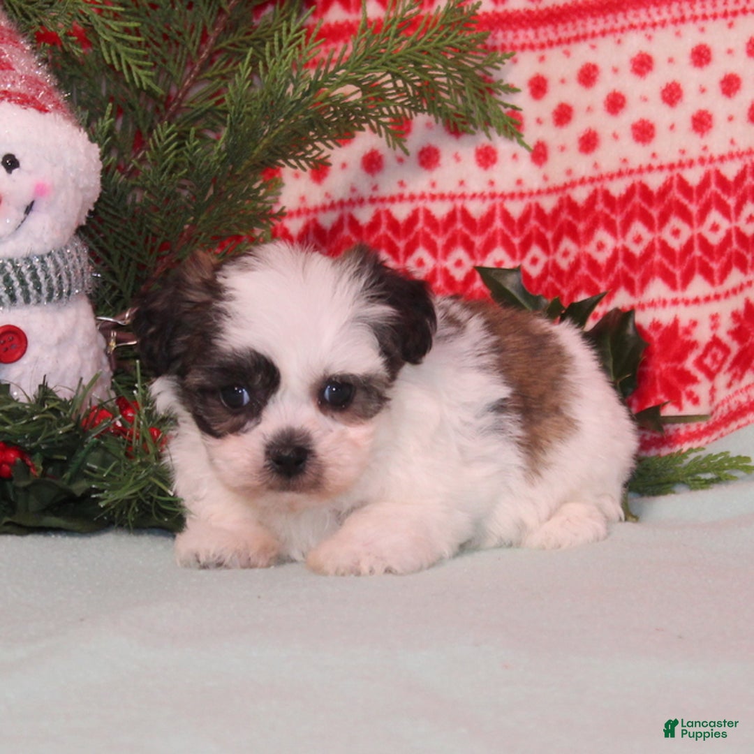 Teddy Bear dogs for sale: Xally - Ad 4