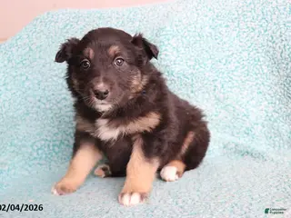 Australian Shepherd dogs Cocoa - Ad 27