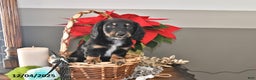 Miniature Dachshund dogs for sale: Jackson - Ad 4