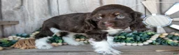 Cocker Spaniel dogs for sale: Kiwi - Ad 3