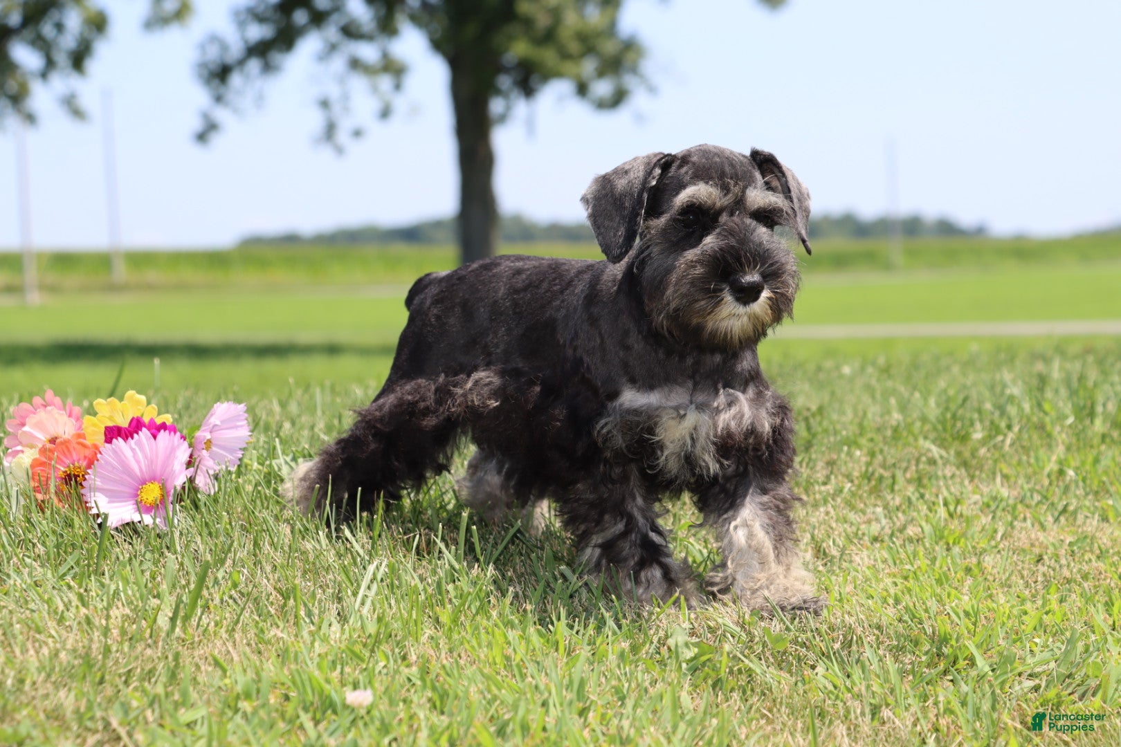 Miniature Schnauzer dogs for sale: Twila - Ad 3
