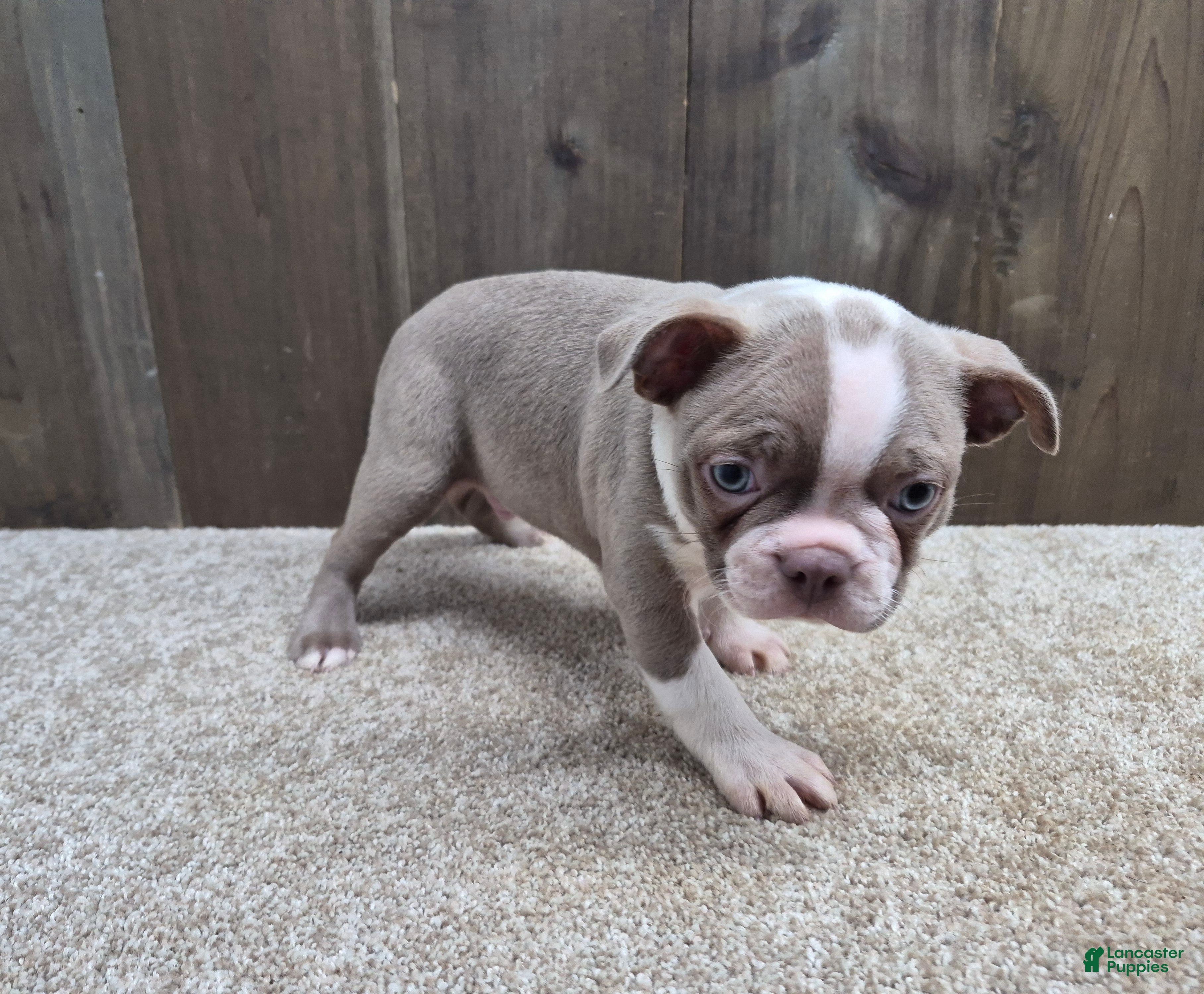 Boston Terrier dogs Shadow - Ad 2