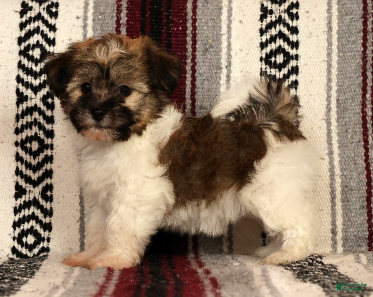 Havanese dogs for sale: Mocha - Ad 4