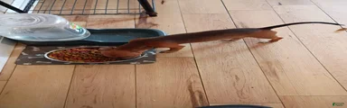 Chihuahua 3