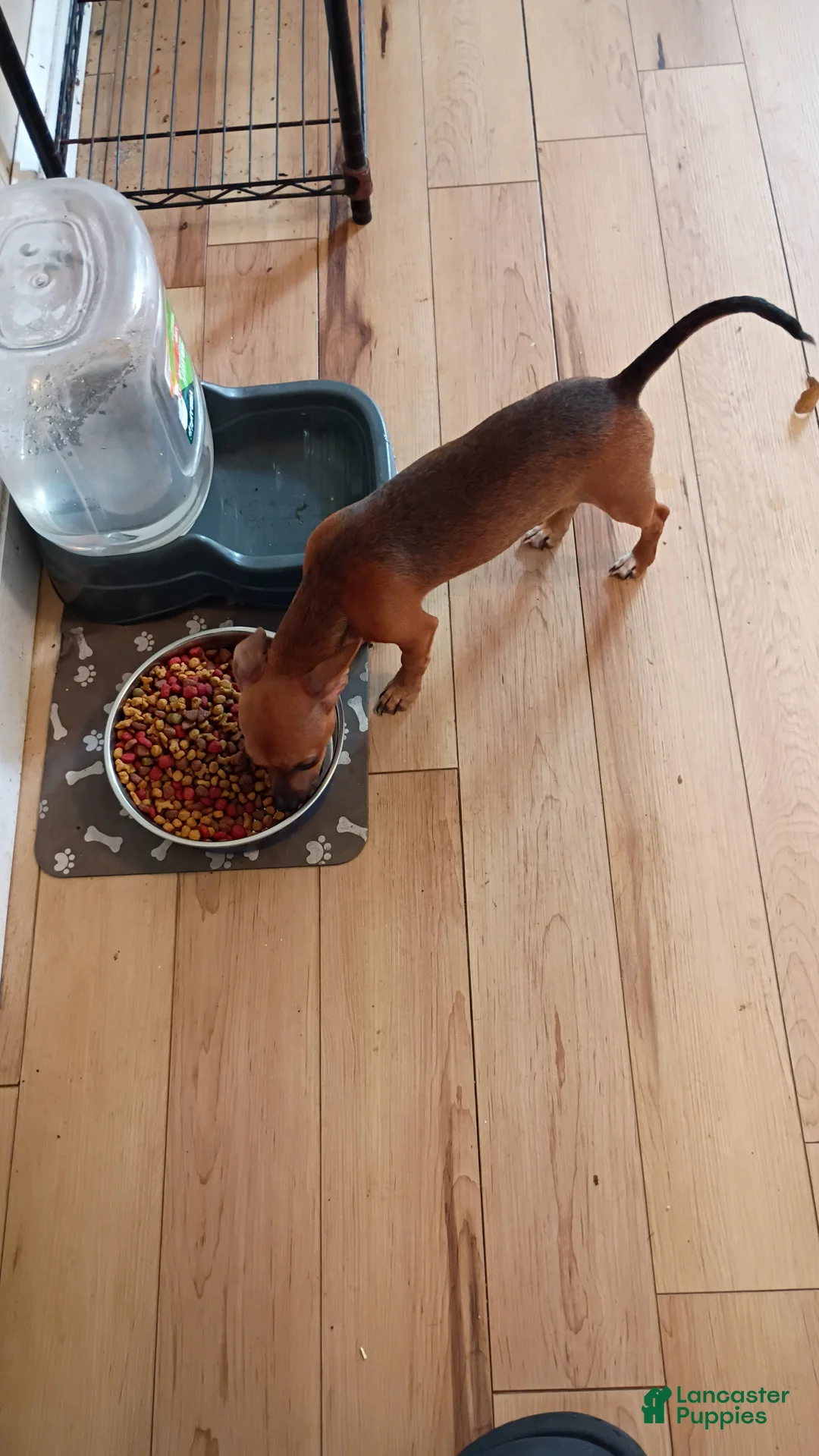 Chihuahua dogs for sale: Chihuahua 3 - Ad 1