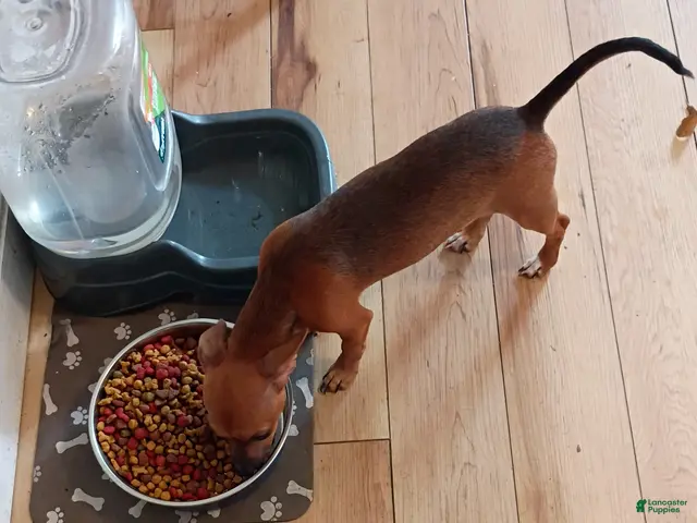 Chihuahua dogs for sale: Chihuahua 3 - Ad 15
