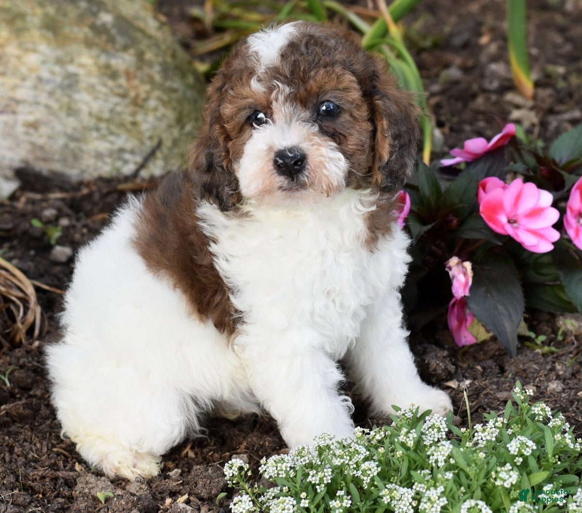 Miniature Poodle dogs for sale: Archie - Ad 5