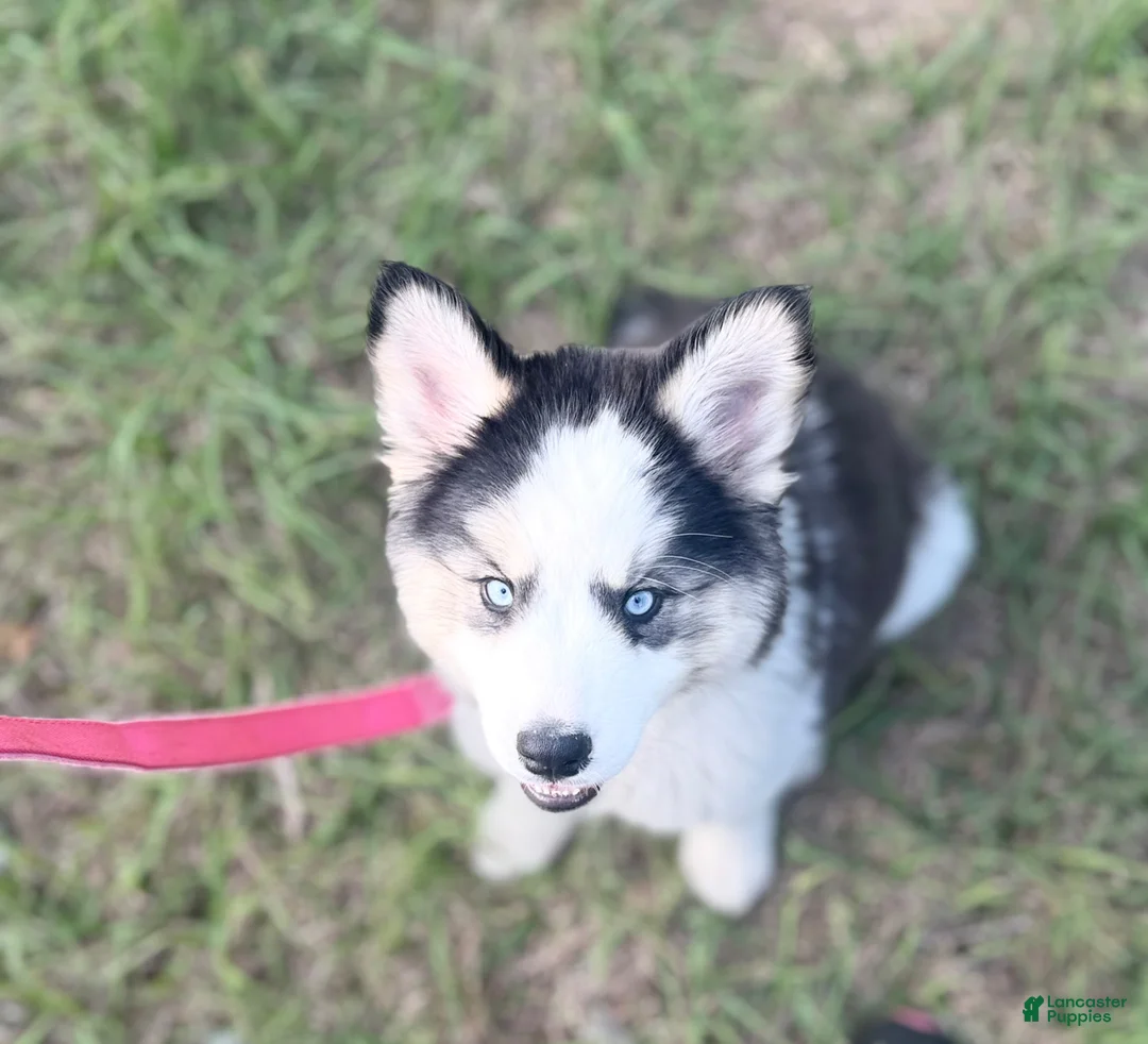 Siberian Husky dogs for sale: Siberian Husky Puppy 1 - Ad 1