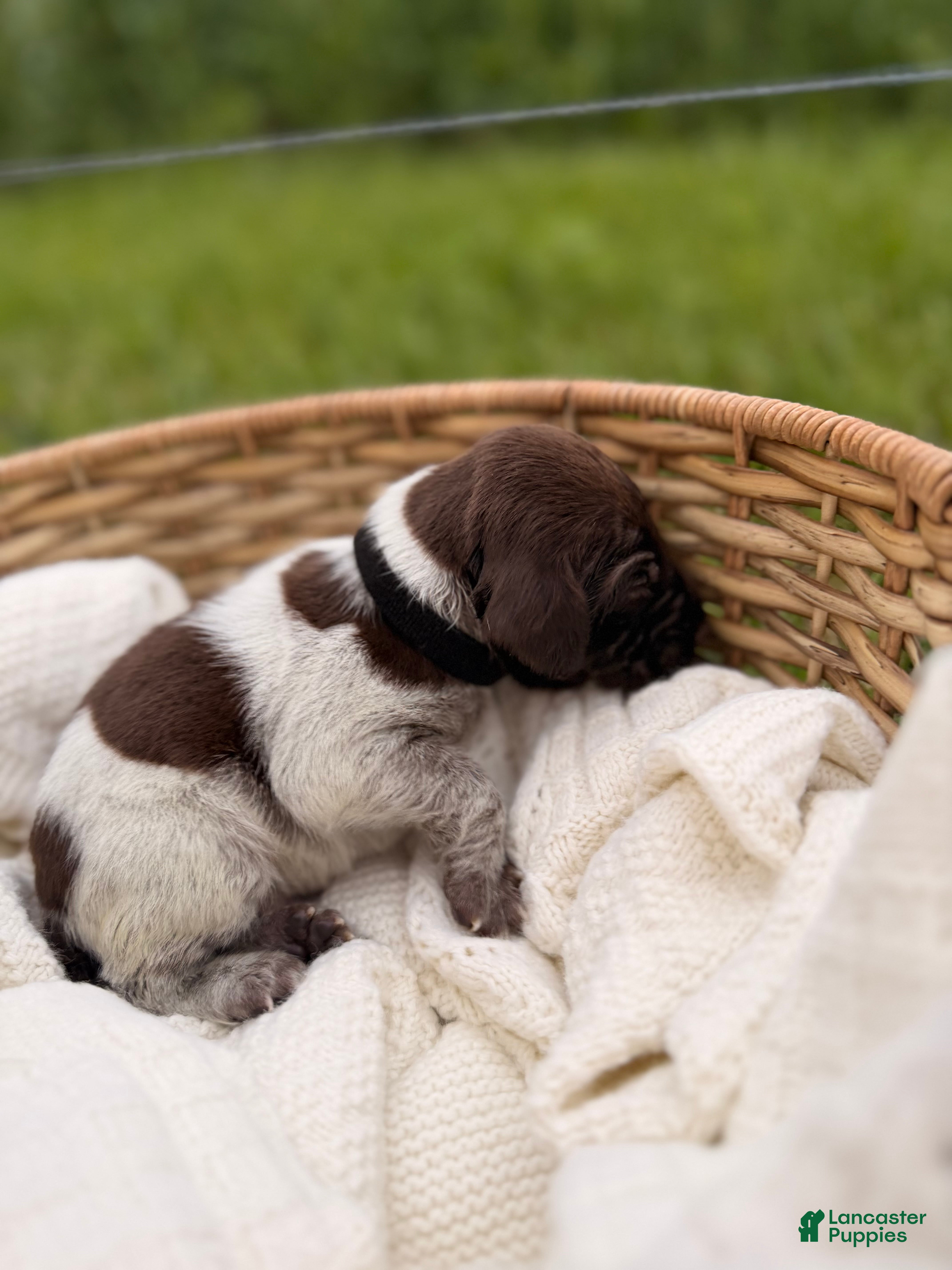 German Shorthaired Pointer dogs Ridge  - Ad 2