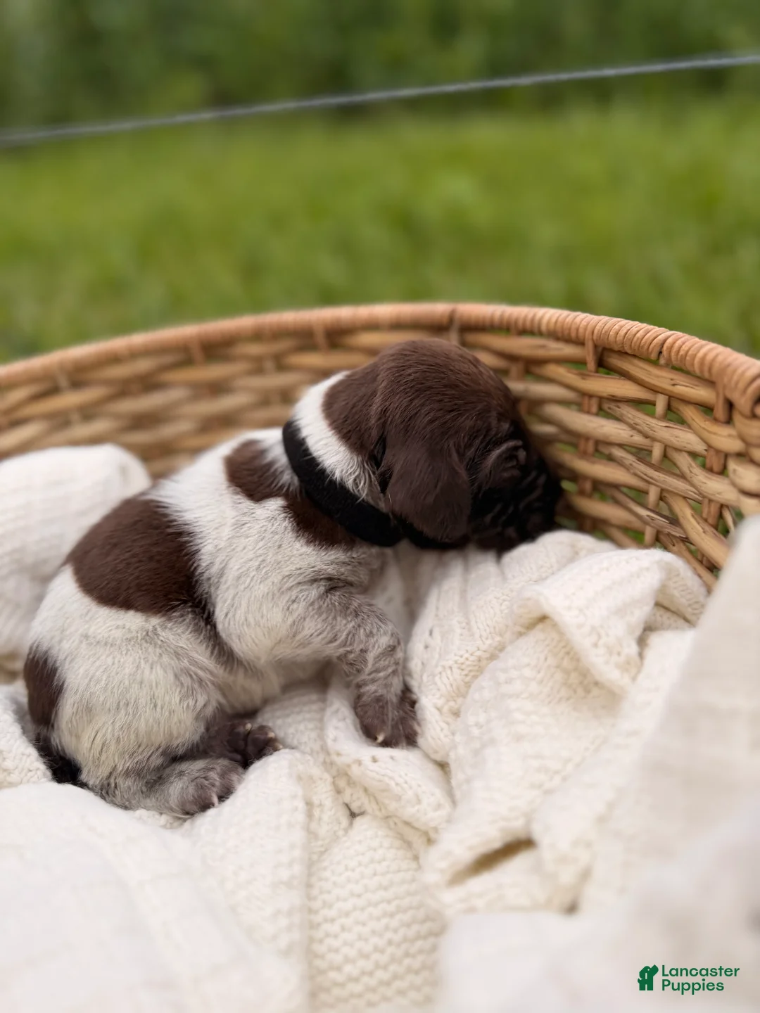 German Shorthaired Pointer dogs for sale: Ridge  - Ad 2