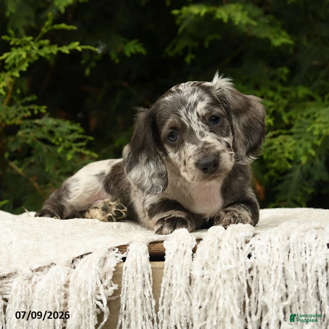 Miniature Dachshund dogs for sale: Harbor - Ad 1