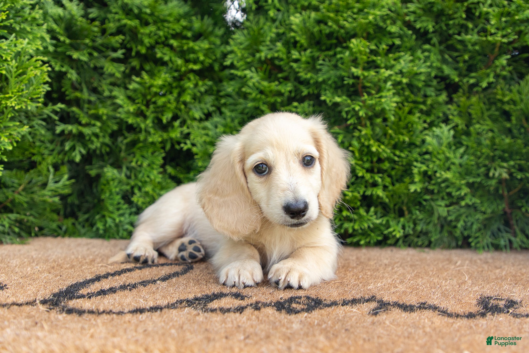 Miniature Dachshund dogs Joey AKC - Ad 2