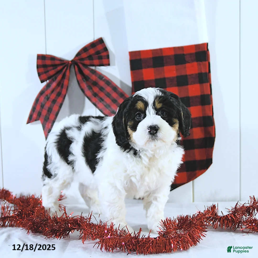 Mini Bernedoodle dogs for sale: Sylvester - Ad 4