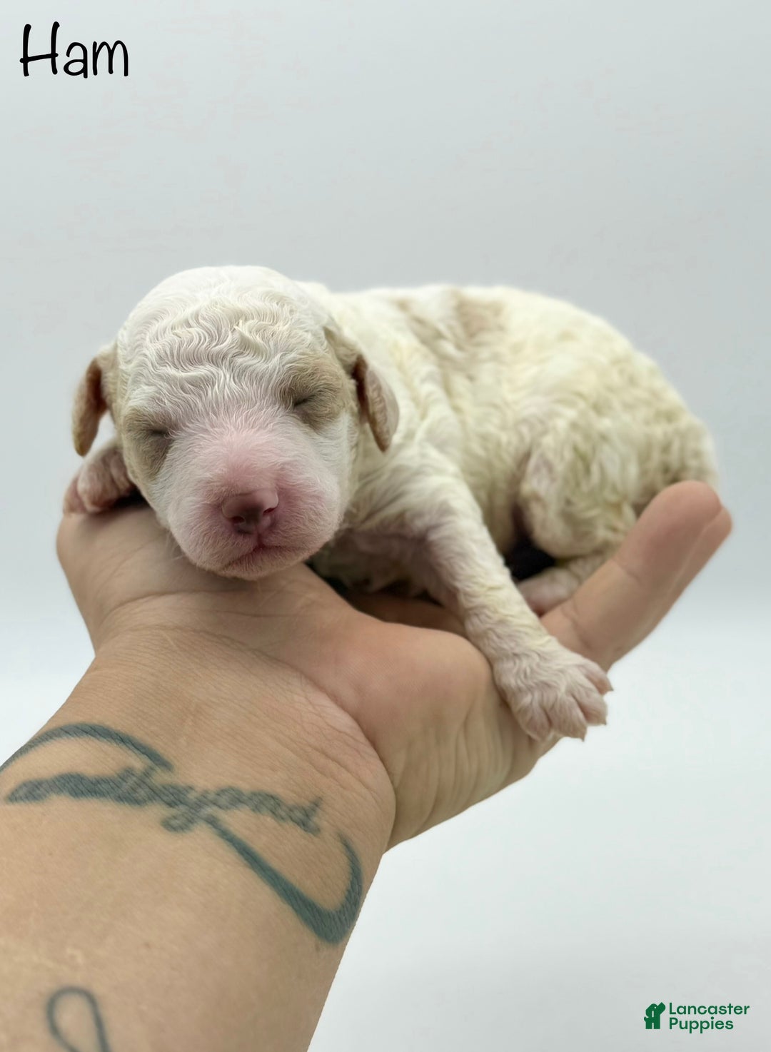 Miniature Poodle dogs for sale: Ham - Ad 2