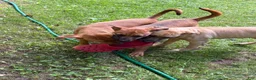 Mixed Breed dogs for sale: Dice - Ad 4