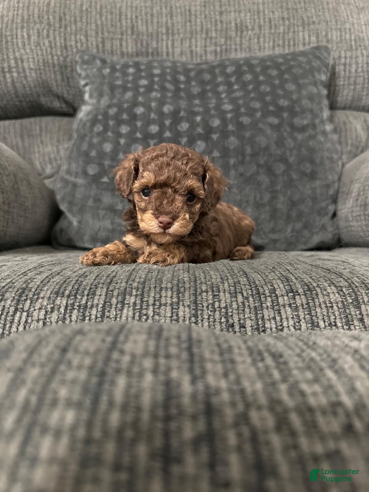 Toy Poodle dogs Eric  - Ad 42